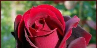 Θέλεις νά ἀγκαλιάσεις κάποιον καί δέν μπορεῖς;