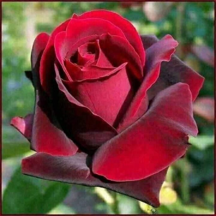 51110838_1196783343804713_6845884287334481920_n