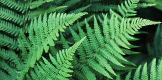 Η Ελεημοσύνη