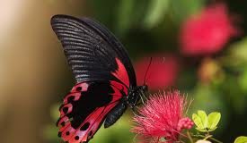 Ο άντρας και η πεταλούδα