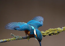 Ο Σπίνος – Ψαλμοτράγουδο