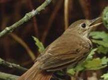 Το αηδόνι του αυτοκράτορα