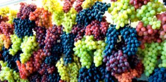 Ευλογία σταφυλιών. Έθιμα της Μεταμορφώσεως του Σωτήρος