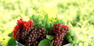 Γιατί ευλογούνται τα σταφύλια την Εορτή της Μεταμορφώσεως του Σωτήρος;