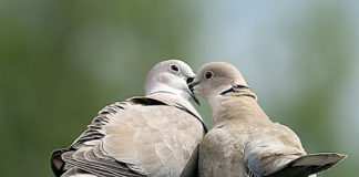 Αληθινή σύζυγος