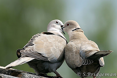 Αληθινή σύζυγος