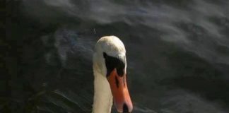 Εκείνο που σώζει…