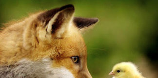 Τα τεχνάσματα του διαβόλου….