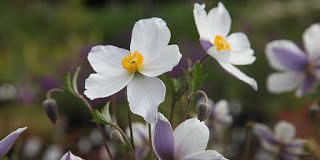 Κάποια φορά, που ο Πατερούλης Ευμένιος είχε μοιράσει όλα τα κεράσματα….