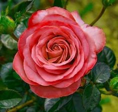 Δεν βρήκα ακόμη κάποιον που να με αγαπάει, όπως τον αγαπώ εγώ