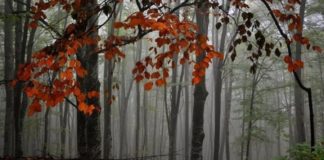 Θάνατος ή Ζωή ;