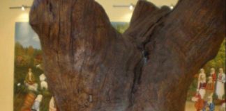 Η βελανιδιά του Αγίου Κοσμά του Αιτωλού