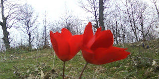 Ο Έρωτας είναι ζωή. . .