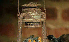 Γέροντα, να χαλάσουμε τις χελιδονοφωλιές; Τα χελιδόνια λερώνουν και μαζεύονται κοριοί