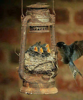 Γέροντα, να χαλάσουμε τις χελιδονοφωλιές; Τα χελιδόνια λερώνουν και μαζεύονται κοριοί