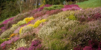 Μην ποτίζεις τα αγκάθια… Γέροντας Πορφύριος