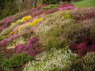 Μην ποτίζεις τα αγκάθια...γέροντας Πορφύριος