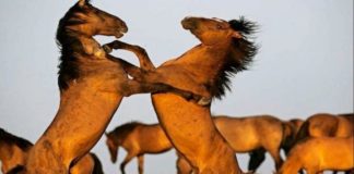 Η πίστη και όχι η λογική