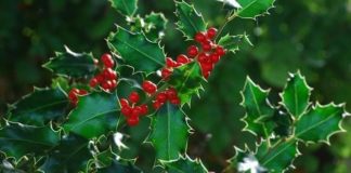 Ιστορία για το γκι (ιξός) και του εθίμου του φιλιού τα Χριστούγεννα