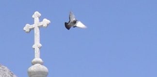 Εμφανίζεται σαν περιστέρι λόγω του ότι ….