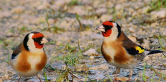 Ρουμανία : Τα πουλιά του δάσους γύρω στο κεφάλι και στους ώμους του Οσίου Μηνά