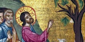 Η ξηρανθείσα συκιά