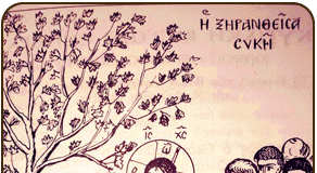 Μ. Δευτέρα – Του θαύματος της ξηρανθείσης ακάρπου Συκής μνείαν ποιούμεθα