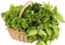 Tα δημοφιλέστερα άγρια χόρτα της Μεσογείου και οι ευεργετικές τους ιδιότητες