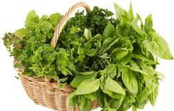 Tα δημοφιλέστερα άγρια χόρτα της Μεσογείου και οι ευεργετικές τους ιδιότητες