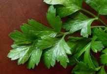 Καθάρισε τα νεφρά σου με μαϊντανό