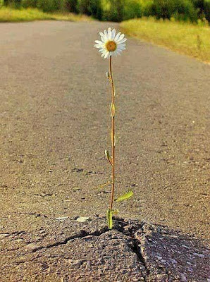 43383986_10156657763465138_4615972773745917952_n