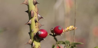 Η υπομονή στον πόνο, ξεριζώνει τη ρίζα του πάθους και της αμαρτίας και απαλλάσσεται