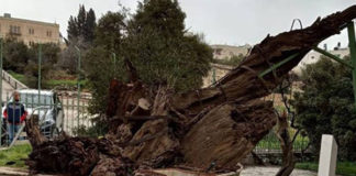 Η Δρυς του Μαμβρή είναι τόπος μοναδικής και ακράδαντης πίστης στον Θεό αλλά και σημείο των εσχάτων