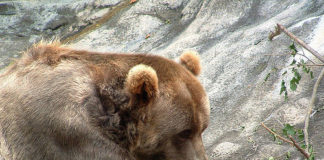 Ο άθεος και η…αρκούδα