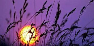 Ό,τι σπέρνουμε, αυτό θερίζουμε…