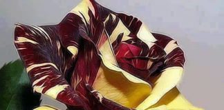 Το τριαντάφυλλο δεν μιλάει αλλά μοσχοβολάει δυνατά