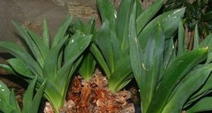 Η Κρεμμύδα για Γούρι – ειδωλολατρικό