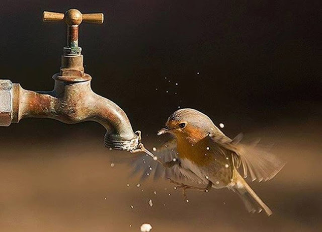 1488140_437202656448480_880564441344339322_n