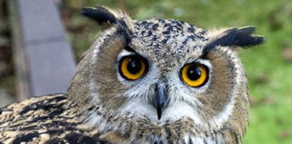 Περί “κουκουβάγιας” – Αγ. Γρηγορίου του Θεολόγου