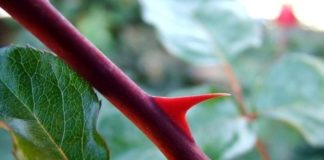 Όταν ο κήπος της ψυχής σου είναι γεμάτος αγκάθια (πάθη)