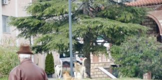 Ο Άγιος Γαβριήλ και το αδέσποτο σκυλί…