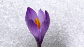 «Εν θλίψει επλάτυνάς με»