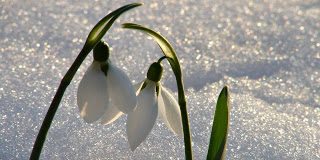 Η ηλικία δύο καρδιών – Σκέψεις πάνω στην παραβολή του Ασώτου
