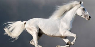 Διδακτική ιστορία : Μόνο ο Θεός ξέρει !