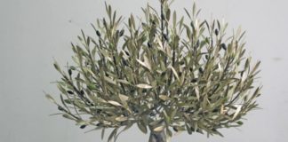 Η καλαμιά και η ελιά