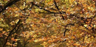 Αν όμως, βρεις άλλον έναν σαν κι εσένα, τότε βρίσκεται ήδη όλος ο κόσμος παρών….