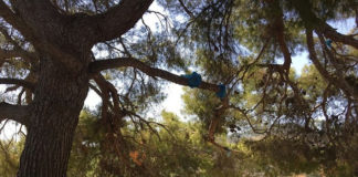 Κάτω από αυτό το δέντρο, ο Άγιος Νεκτάριος μιλούσε με τις αδελφές