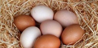 Παράγοντας υγιεινής διατροφής το αυγό