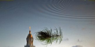 Όσιος Νείλος Σόρσκυ: “Αυτά είναι τα βότανα που γιατρεύουν τις αμαρτίες”