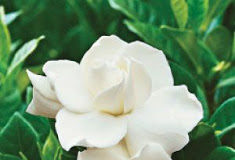 Να σπάσει η καρδιά μας….